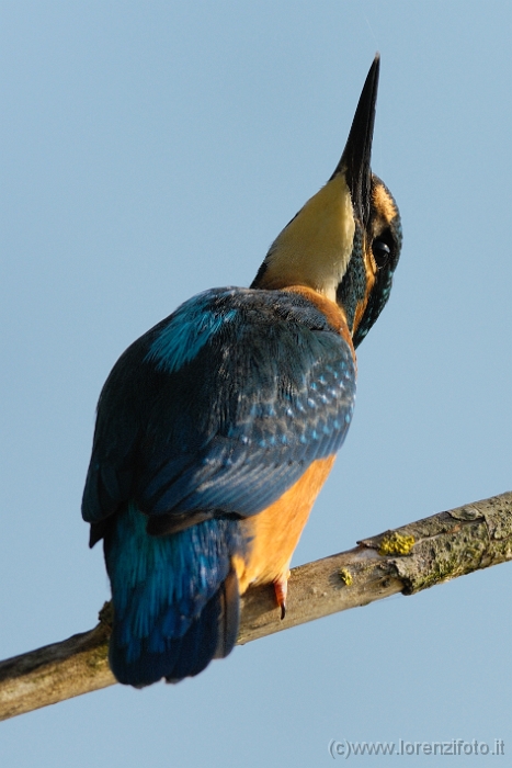 4517  Alcedo atthis (Martin pescatore, maschio).jpg